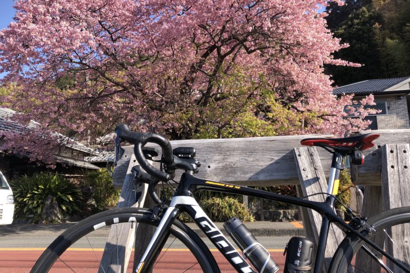 河津桜原木とロードバイク