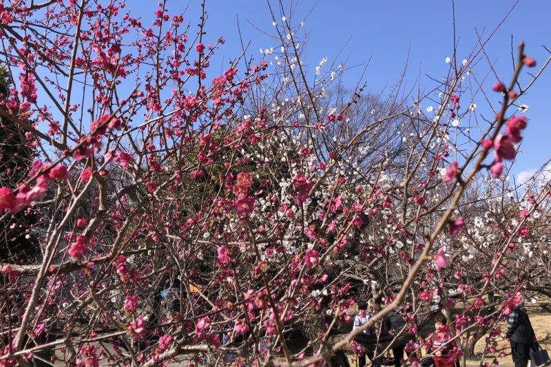 小田原フラワーガーデンの梅園の梅の花