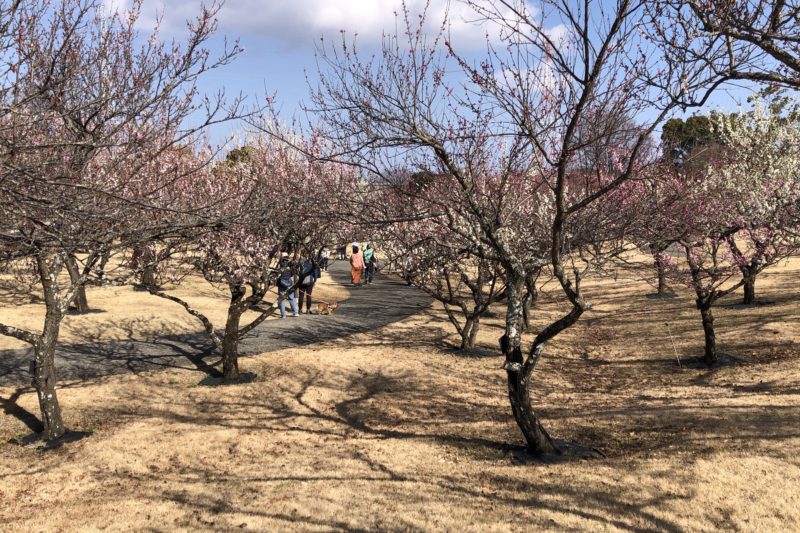 小田原フラワーガーデンの梅園