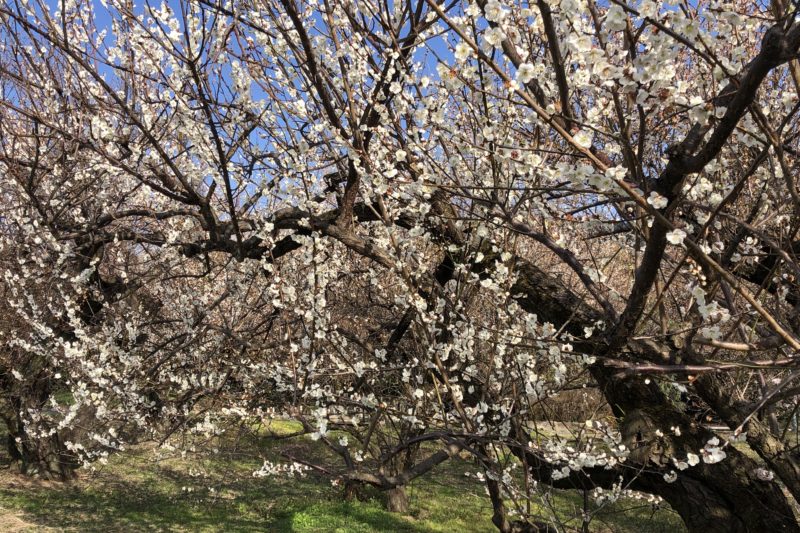 曽我梅林の梅の花