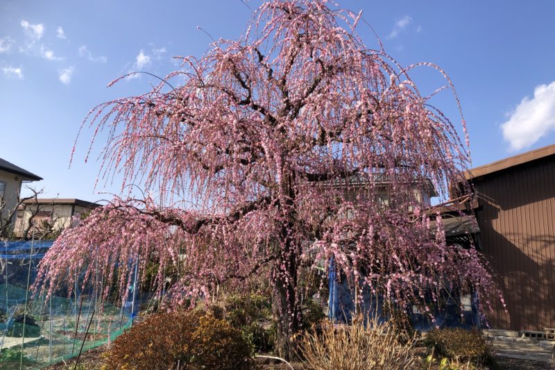 曽我梅林近くのしだれ梅