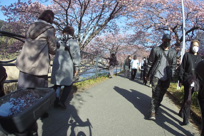 河津町の桜並木
