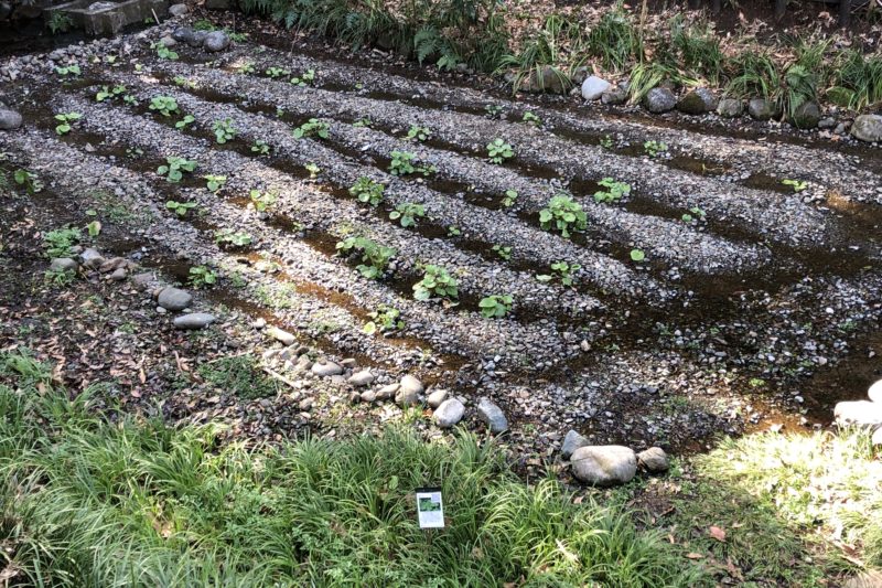 天王森泉館裏のワサビ田