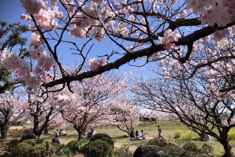 ふくざわ公園の春めき桜