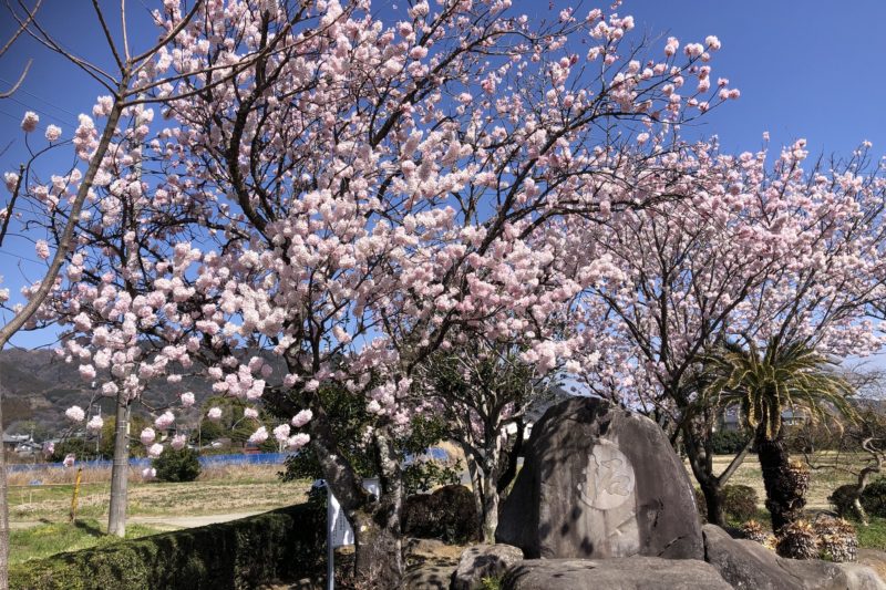 ふくざわ公園の春めき桜