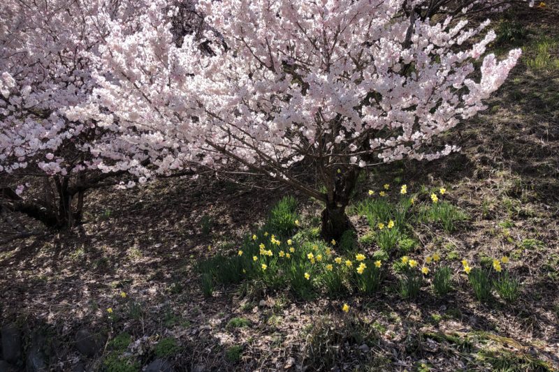 一ノ堰ハラネの春めき桜と水仙