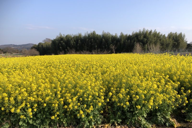 菜の花畑