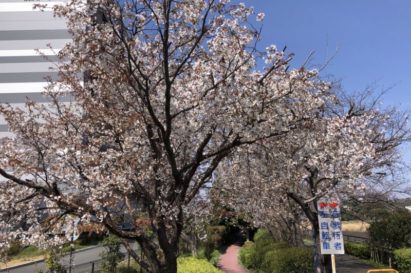 柏尾川ぞいの桜