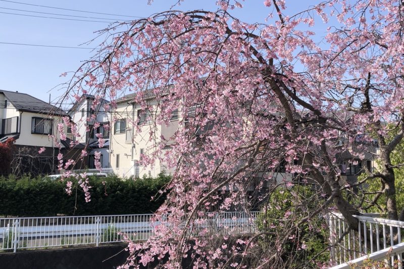平戸永谷川のしだれ桜
