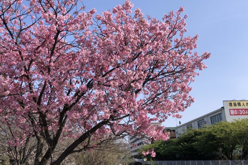 平戸永谷川の八重桜