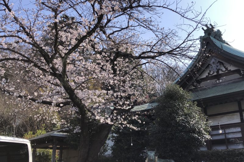 永谷天満宮の桜