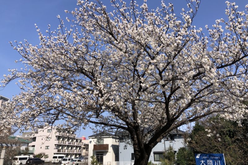 大岡川ぞいの桜