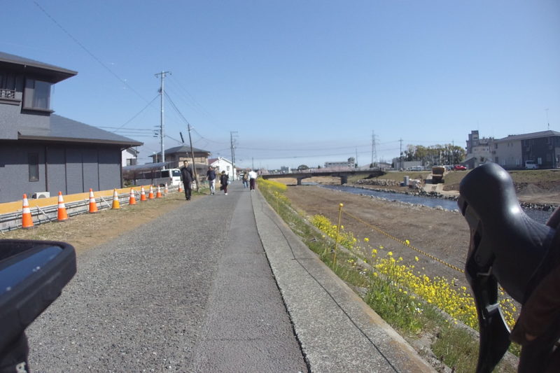 川沿いの菜の花