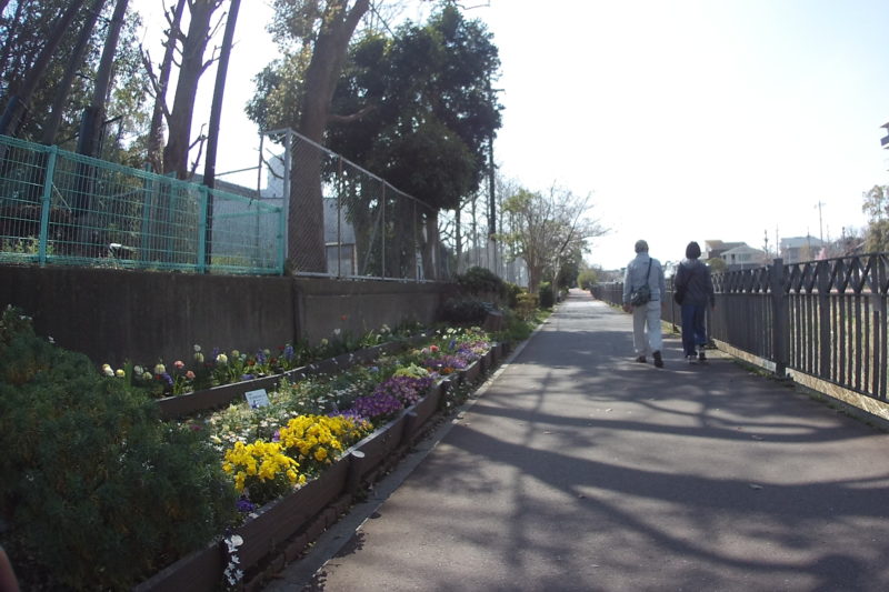 いたち川ぞいの花壇
