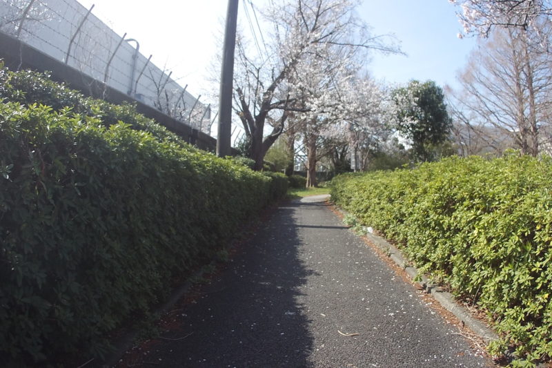 柏尾川ぞいの自転車道
