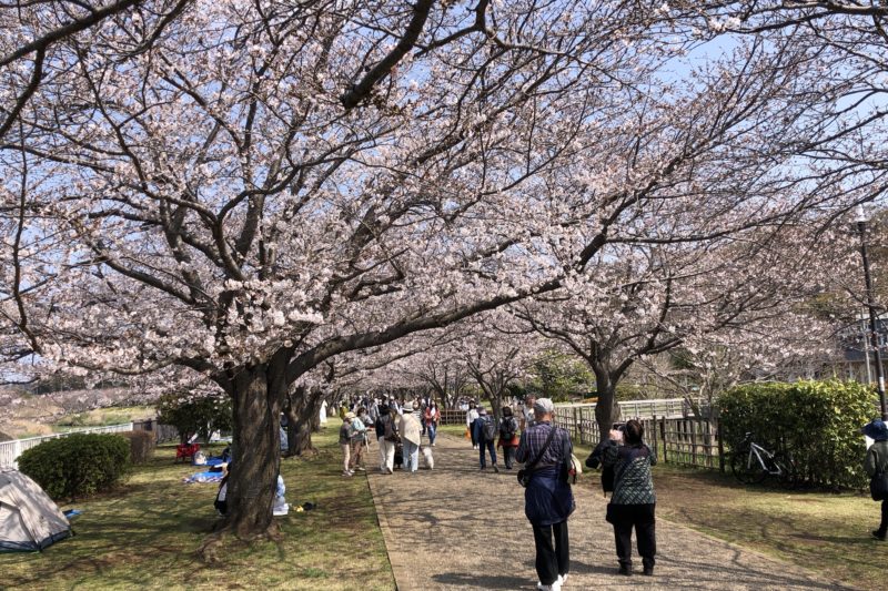 引地川親水公園の桜