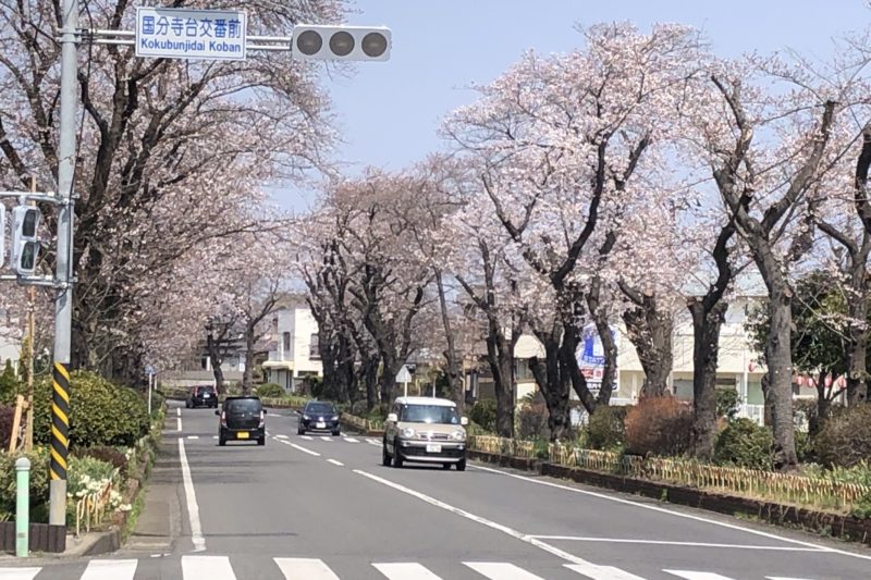 国分寺台さくら並木