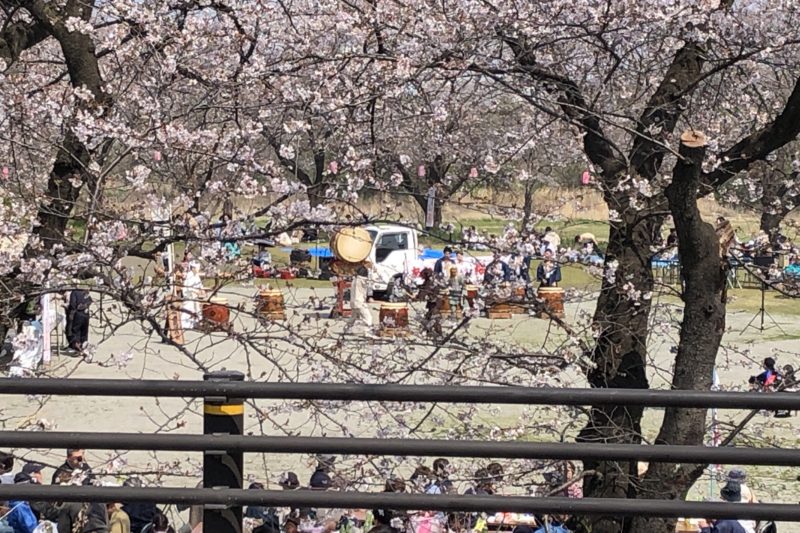 厚木野球場横の桜並木での太鼓演奏