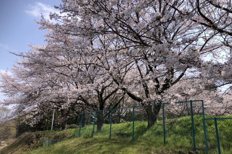 本厚木カンツリークラブの桜