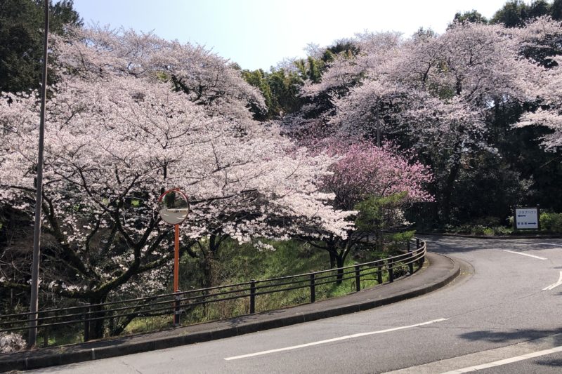 本厚木カンツリークラブの桜