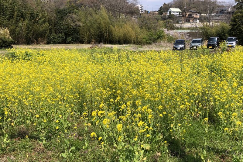 飯山の菜の花