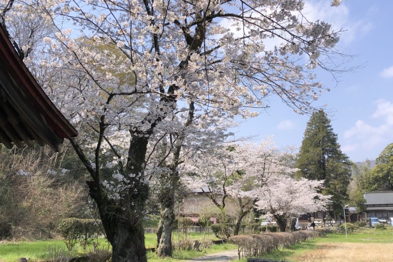 飯山の金剛寺と桜