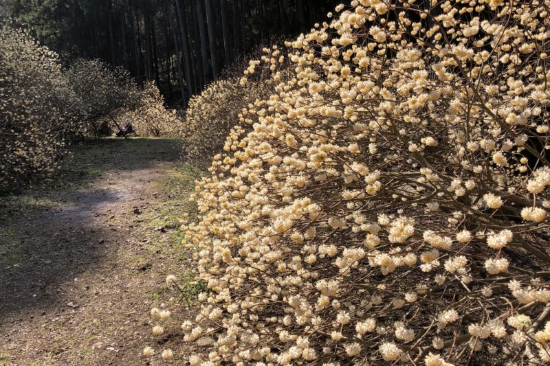 ミツマタ桃源郷