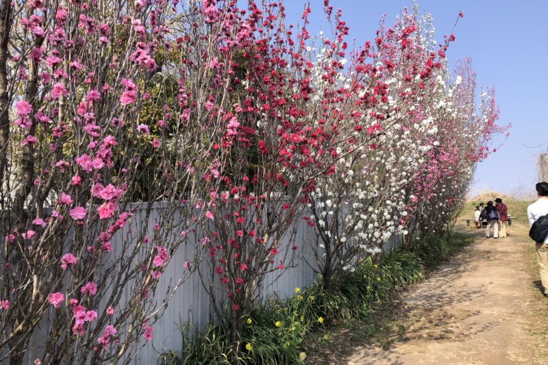 女坂花桃の道