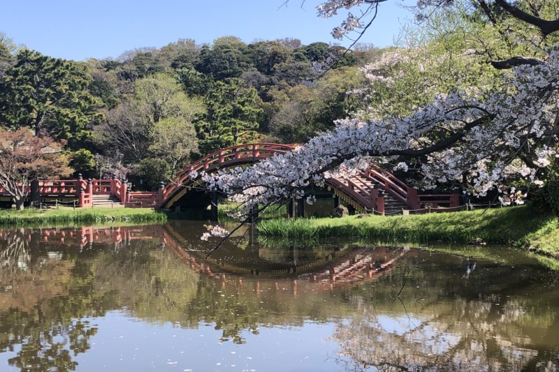 称名寺の太鼓橋と桜