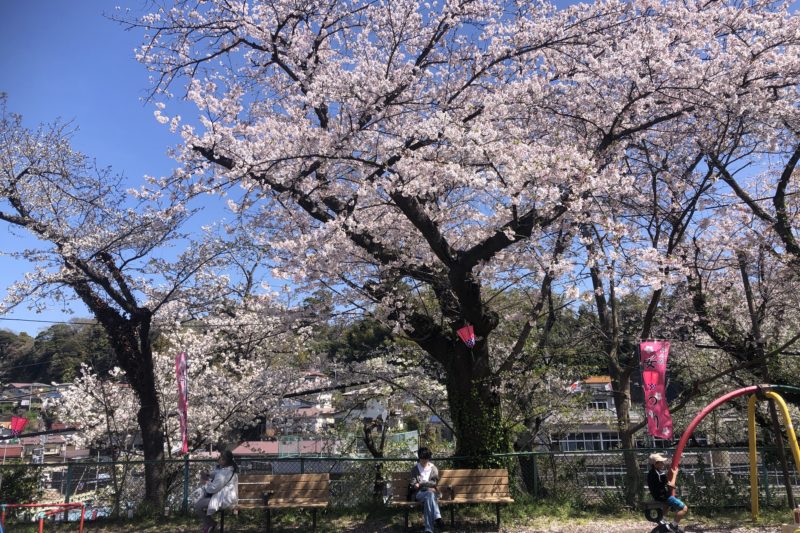 南郷公園の桜