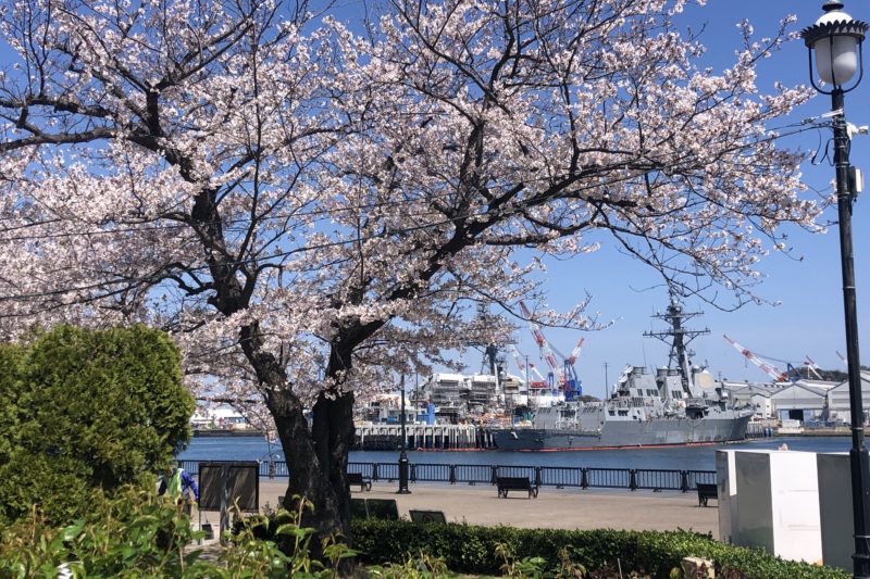 ヴェルニー公園の桜