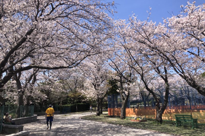 はまゆう公園の桜