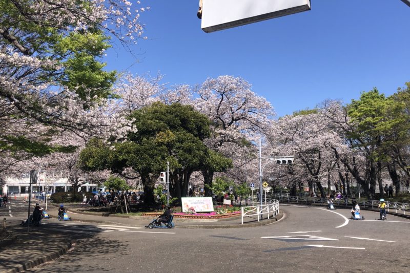 根岸交通公園の桜