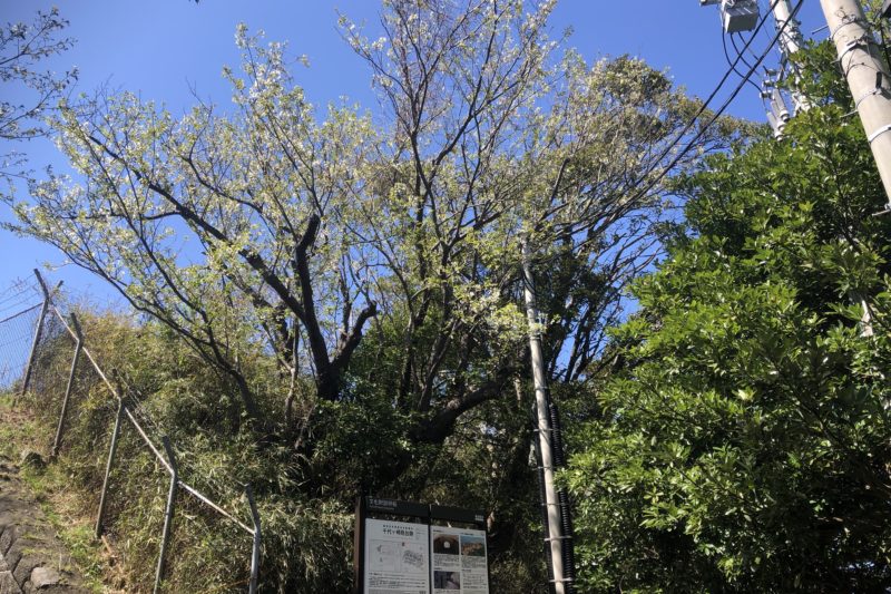 千代ヶ崎砲台跡入口の山桜