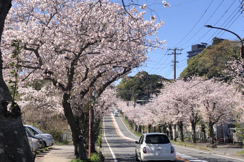 通研通りの桜並木