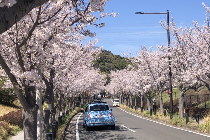 YRPの桜並木