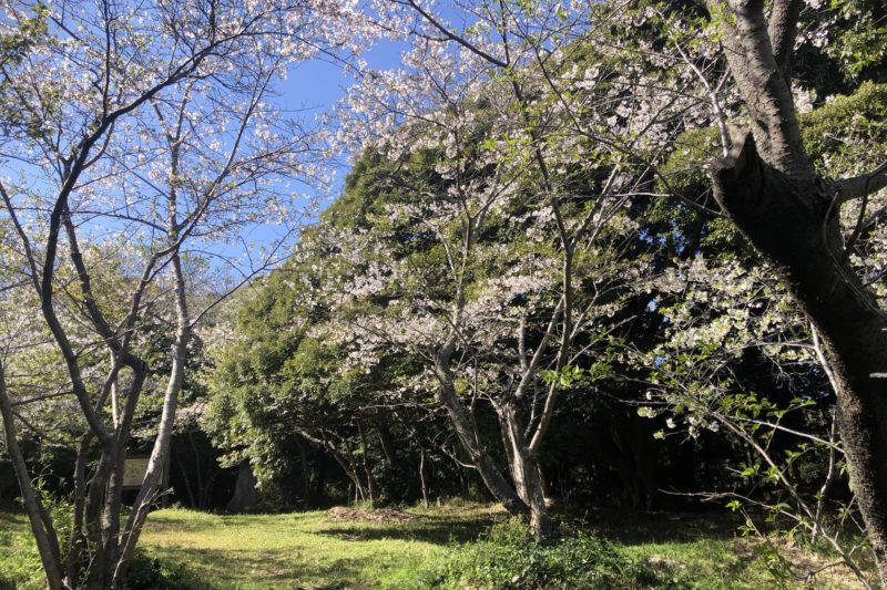 衣笠城址の山桜