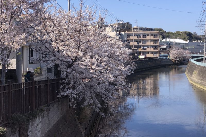 逗子・葉山駅うらの仲町橋の桜