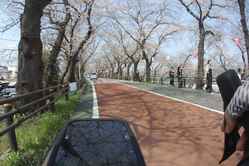 厚木野球場横の桜並木